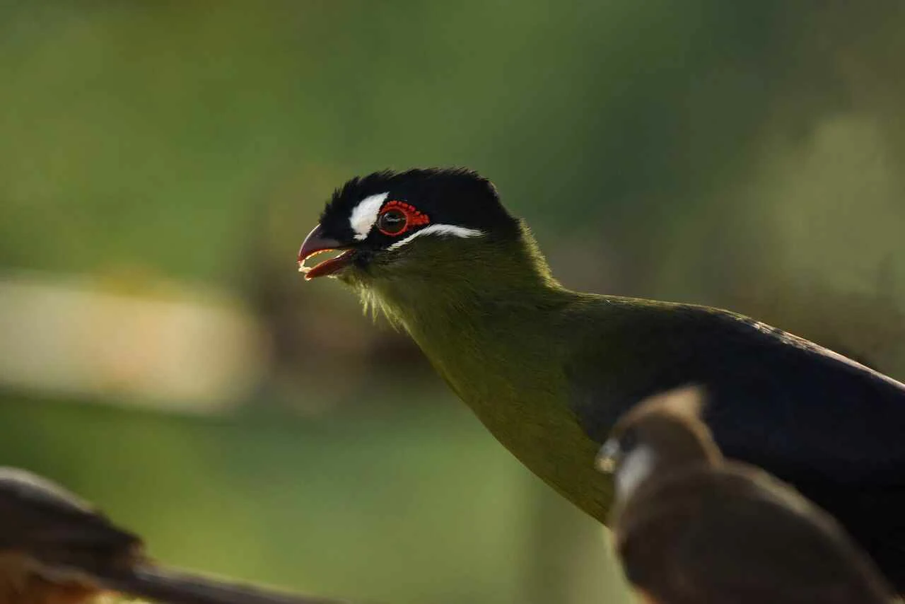 Hartlaub's Turaco